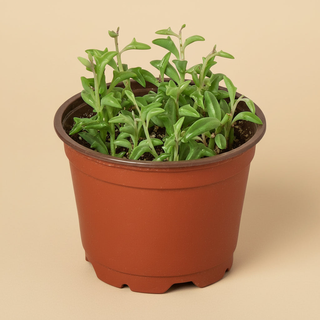 Succulent 'String of Dolphins'