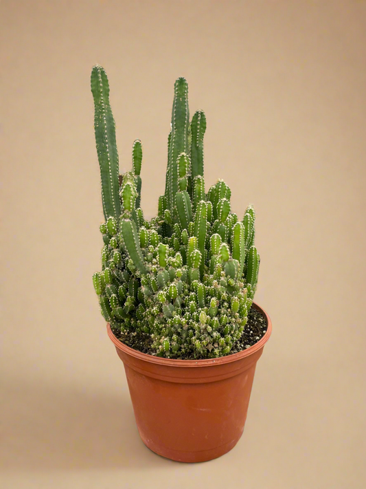 Fairy Castle Cactus