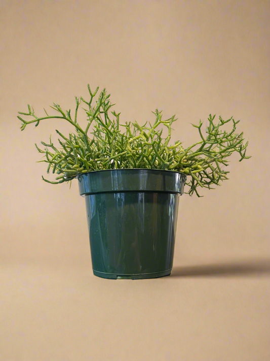 4.5” Rhipsalis - Mistletoe Cactus
