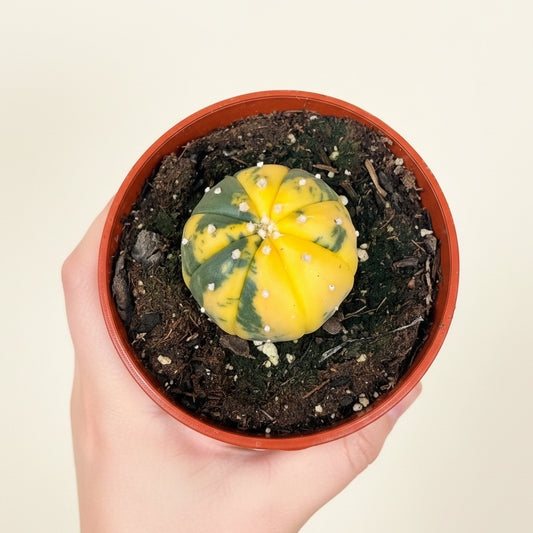 Astrophytum Asterias- Super Kabuto Variegated