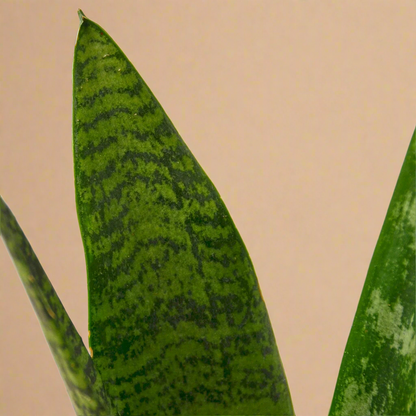 Snake Plant 'Zeylanica'