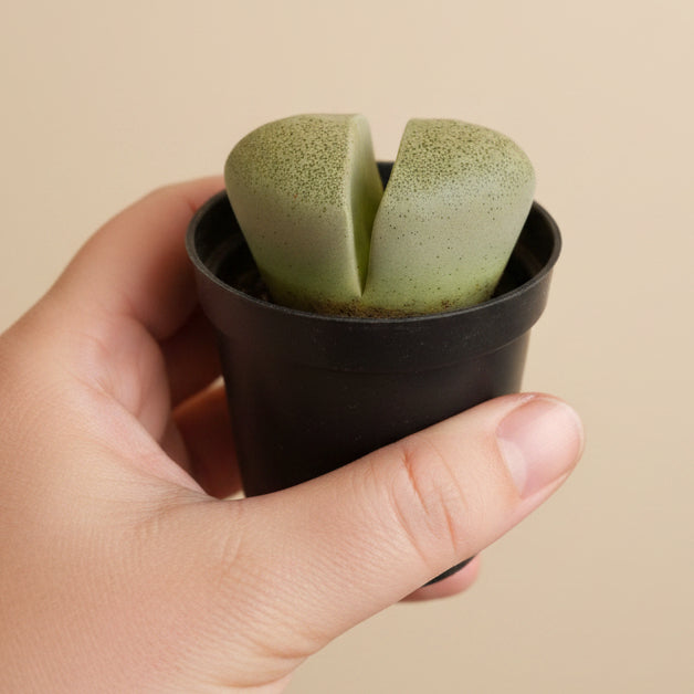 Pleiospilos nelii, Split Rock, 2” Pot