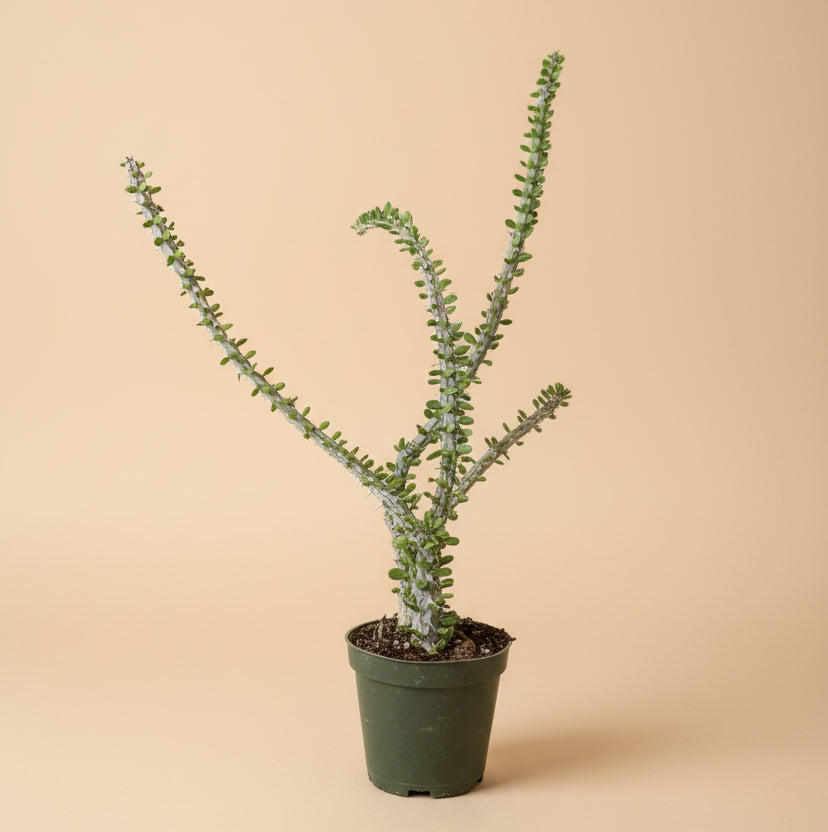 Alluaudia procera (False Ocotillo)