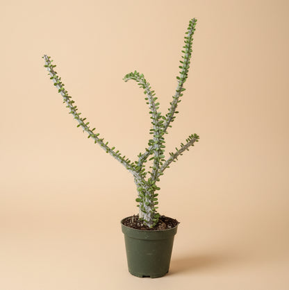 Alluaudia procera (False Ocotillo)