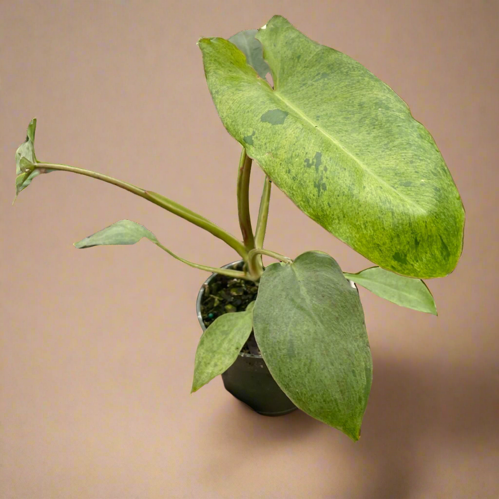 Philodendron 'Paraiso Verde'