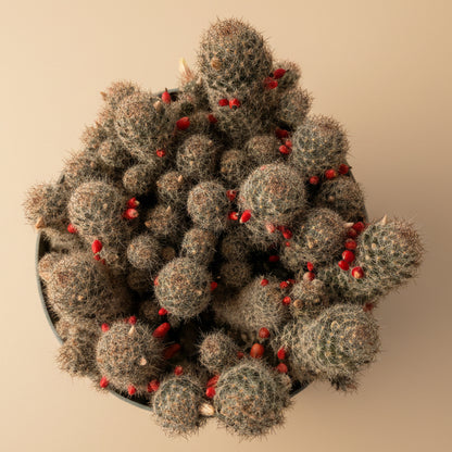 Texas Nipple Cactus - Mammillaria Prolifera