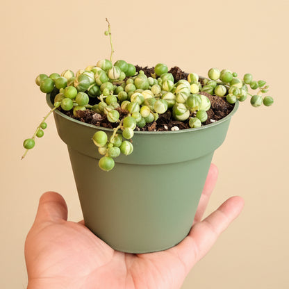 Variegated String of Pearls-4.5” pot
