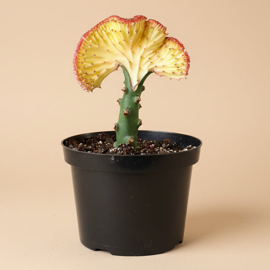 Mermaid Tail Coral Cactus – Euphorbia Lactea Cristata 8” pot