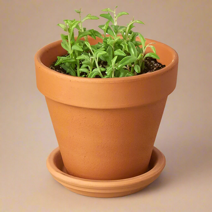 String of Dolphins - Senecio Peregrinus