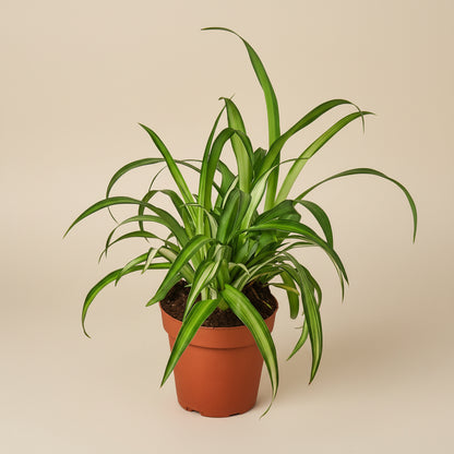Spider Plant Hawaiian