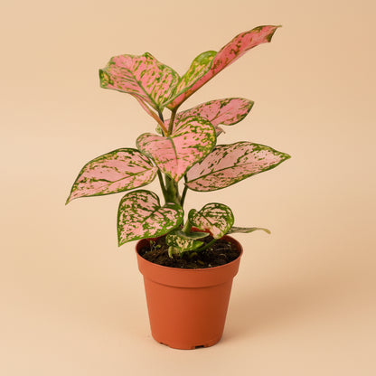 Chinese Evergreen 'Lady Valentine'