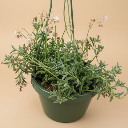 String of Dolphins 6” Hanging Basket