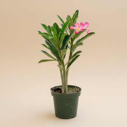 Desert Rose - Adenium Obesum