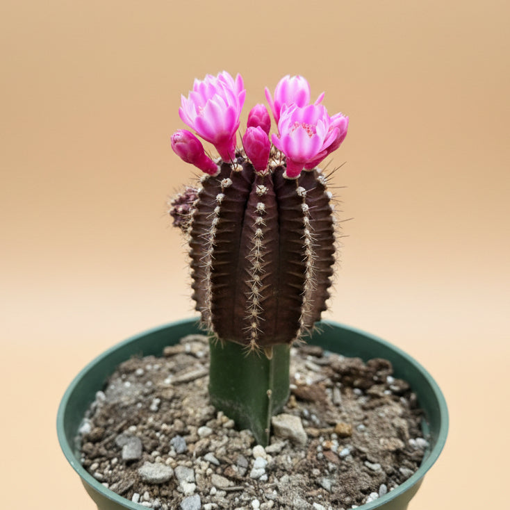 Grafted Purple Moon Cactus - Gymnocalycium mihanovichii Hibotan