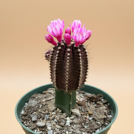 Grafted Purple Moon Cactus - Gymnocalycium mihanovichii Hibotan