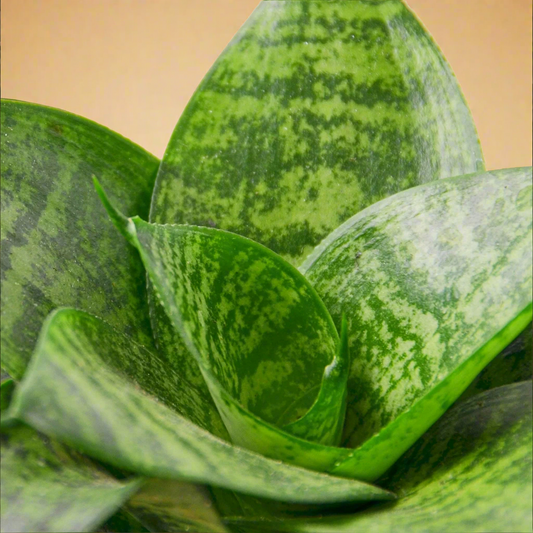 Snake Plant Black Robusta