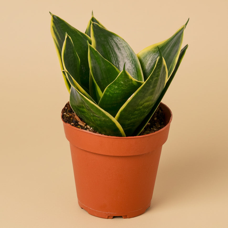 Snake Plant Emerald Star