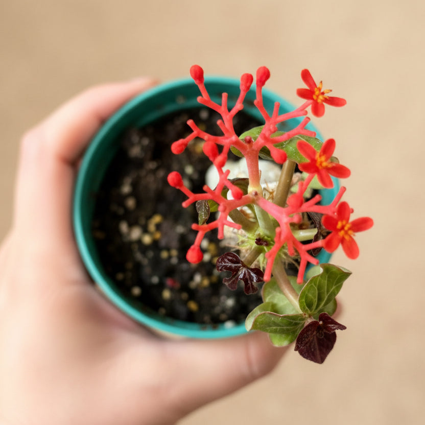 Jatropha Podagrica (Buddha Belly)