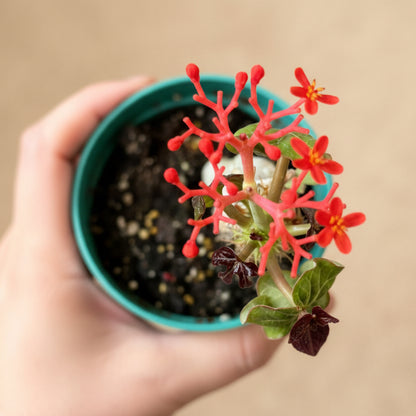 Jatropha Podagrica (Buddha Belly)