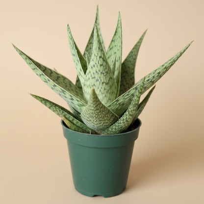 Aloe - Delta Lights 4.5” pot