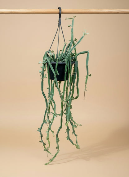 Hanging Cucumber Cactus (Cissus quadrangularis) plant in a black pot against a beige background