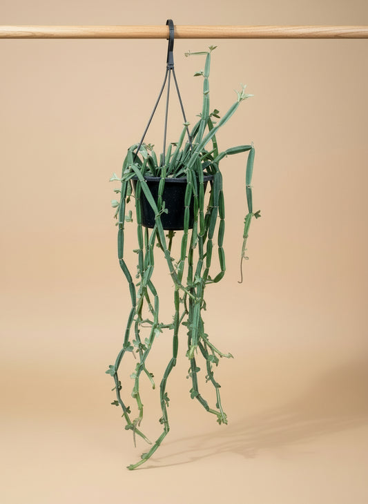 Hanging Cucumber Cactus (Cissus quadrangularis) plant in a black pot against a beige background