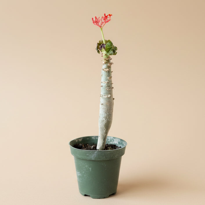 Jatropha Podagrica (Buddha Belly)
