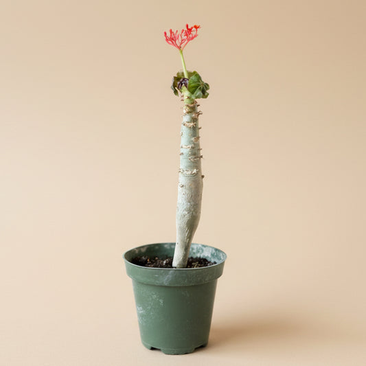 Jatropha Podagrica (Buddha Belly)