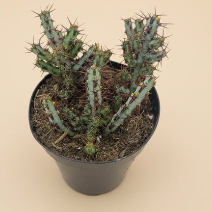 Miniature Saguaro | 3.5 inch | Euphorbia aeruginosa