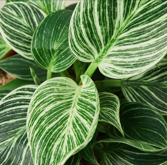 4” Philodendron Birkin