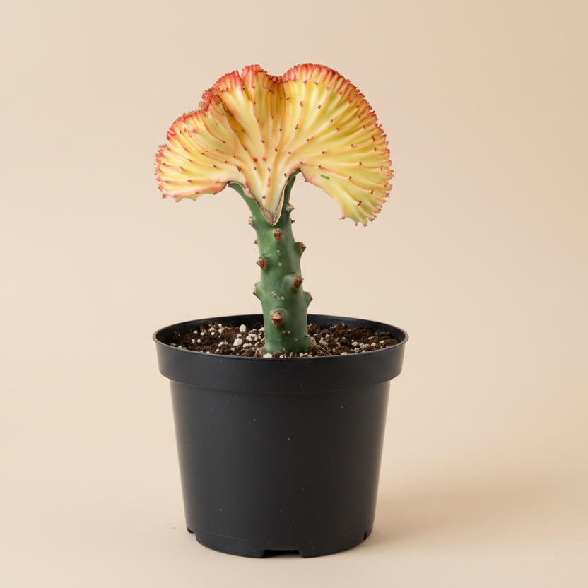 Mermaid Tail Coral Cactus – Euphorbia Lactea Cristata 8” pot