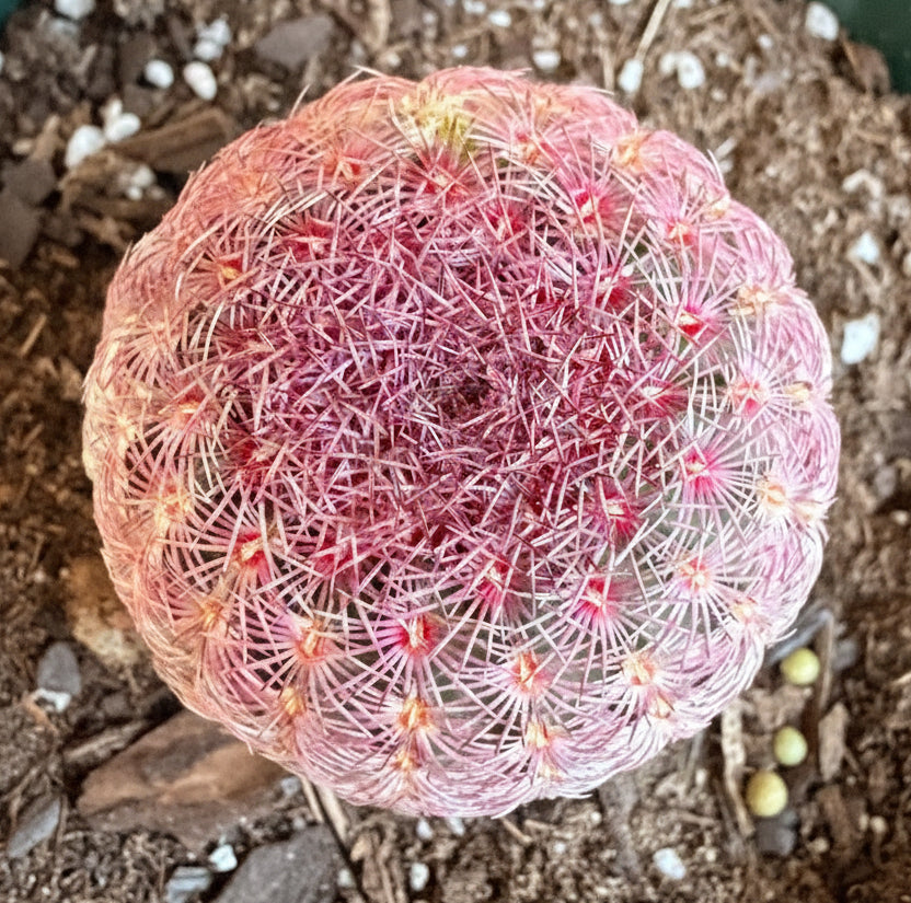 Echinocereus Rigidissimus Rainbow Cactus