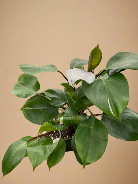 Philodendron 'White Knight'