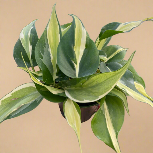 Philodendron 'Silver Stripe'