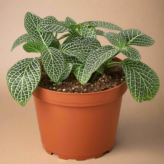 Fittonia 'White Nerve Plant'