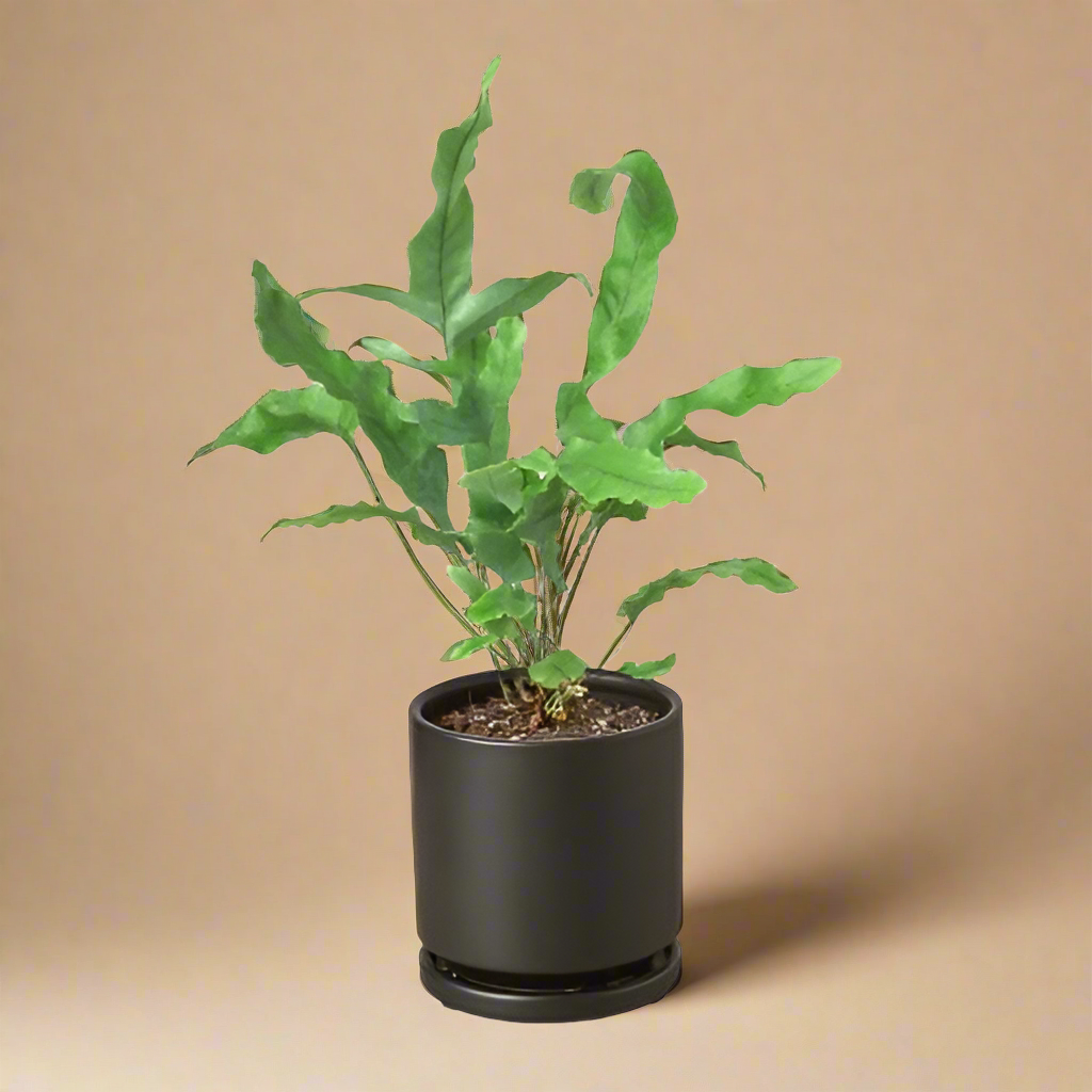 Fern 'Blue Star'