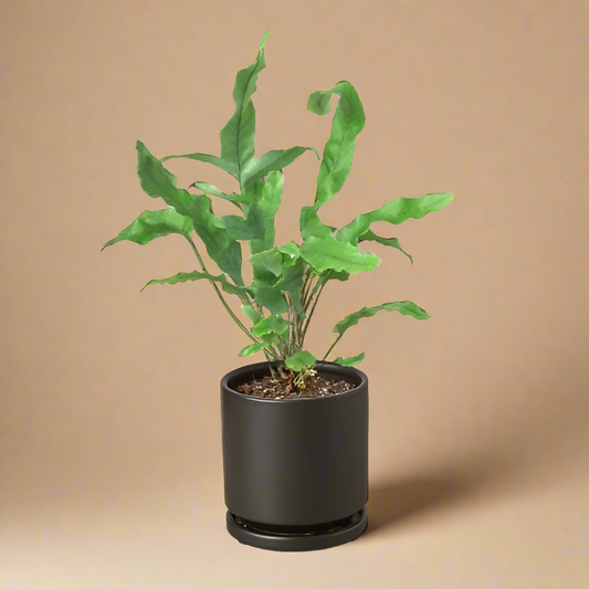 Fern 'Blue Star'
