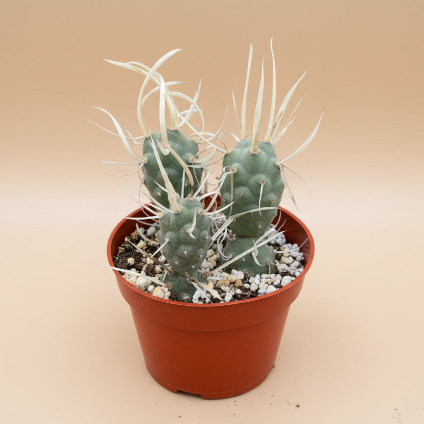 Paper Spine Cactus | 4 inch | Tephrocactus Articulatus Papyracanthus