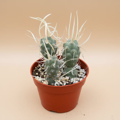 Paper Spine Cactus | 4 inch | Tephrocactus Articulatus Papyracanthus
