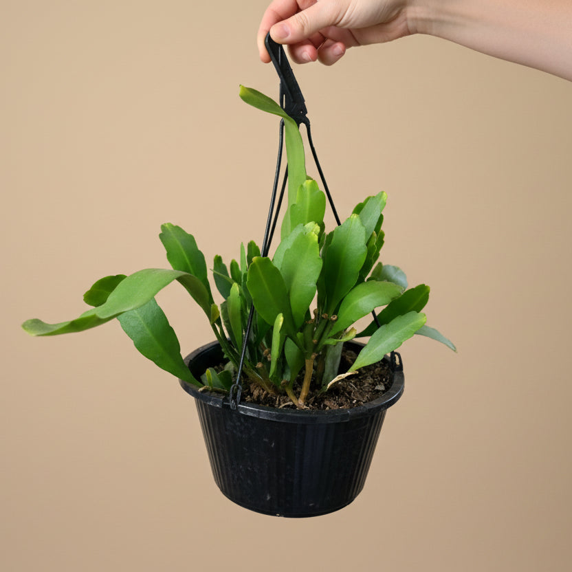Epiphyllum Orchid Cactus 10” HB