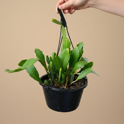 Epiphyllum Orchid Cactus 10” HB
