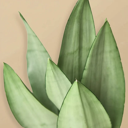 Snake Plant Moonshine