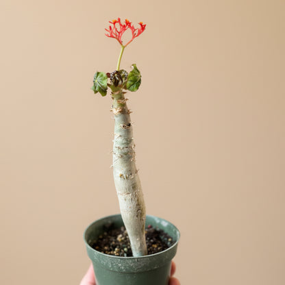 Jatropha Podagrica (Buddha Belly)