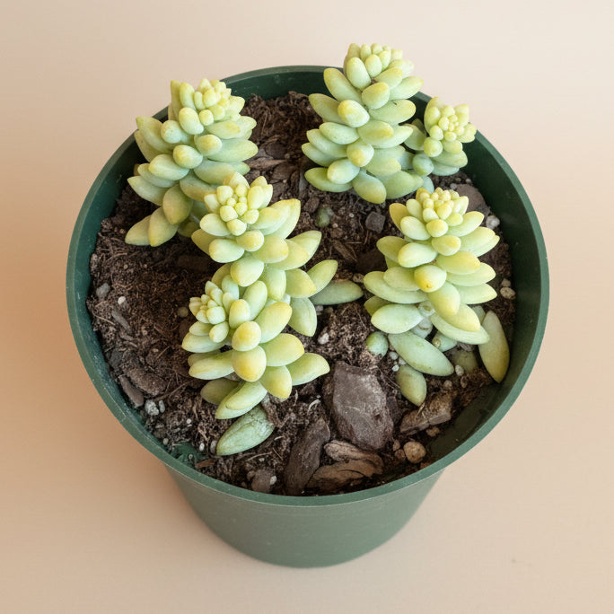 Burro's-Tail (Sedum Morganianum)- 4.5” pot