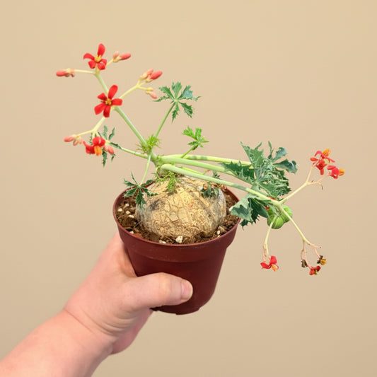 Jatropha Berlandieri - Buddha Belly