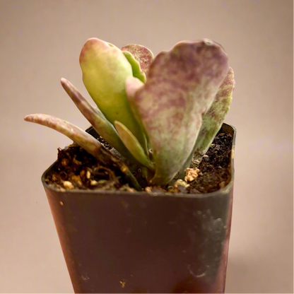 Kalanchoe Humilis ‘Desert Surprise’