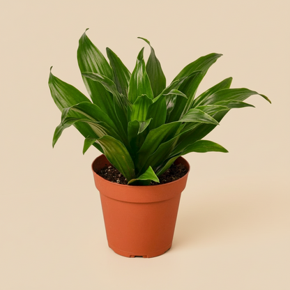 Dracaena 'Janet Craig'