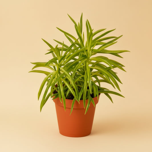 Peperomia 'Green Bean'