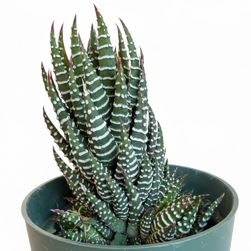 Haworthia Super Fasciata - Zebra Haworthia