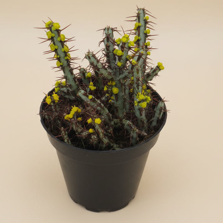 Miniature Saguaro | 3.5 inch | Euphorbia aeruginosa